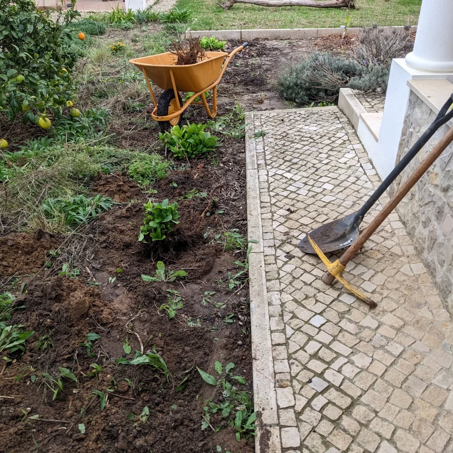 Cleaning up hortênsias and other stuff from the guest garden in #zone1