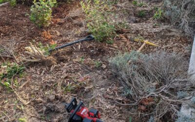 Cleaning up tree stumps in #zone1