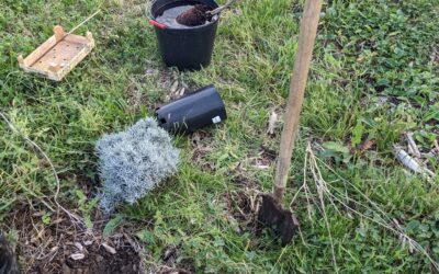 Planted 6 #appletrees to replace failed plantings from last year. Two each of #starking, #fuji, and #golden varieties.