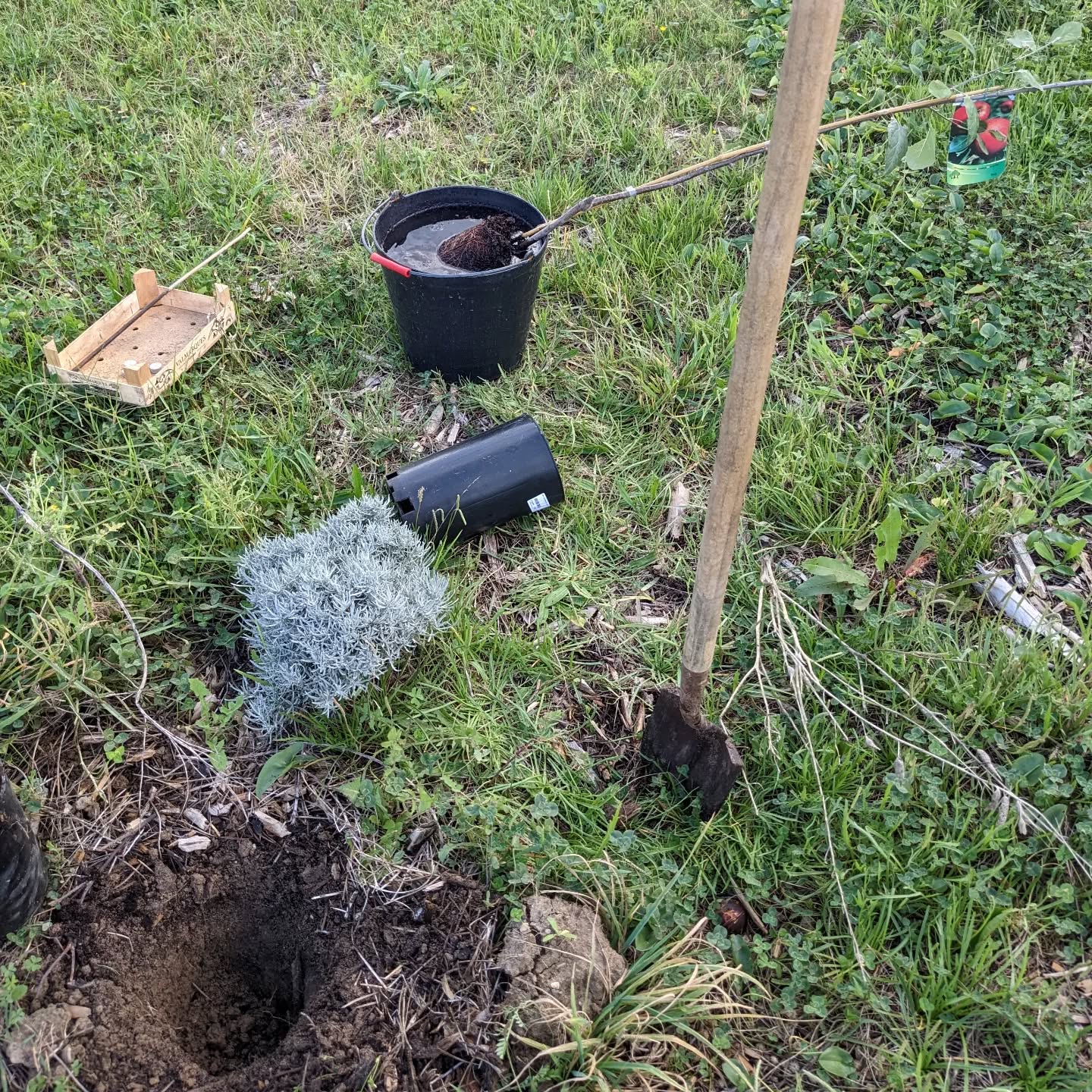 Planted 6 #appletrees to replace failed plantings from last year. Two each of #starking, #fuji, and #golden varieties.