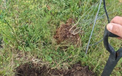This Spanish broom and peach tree had to be moved to clear the space for some earthworks. Let’s hope they’ll make it in their new spots…