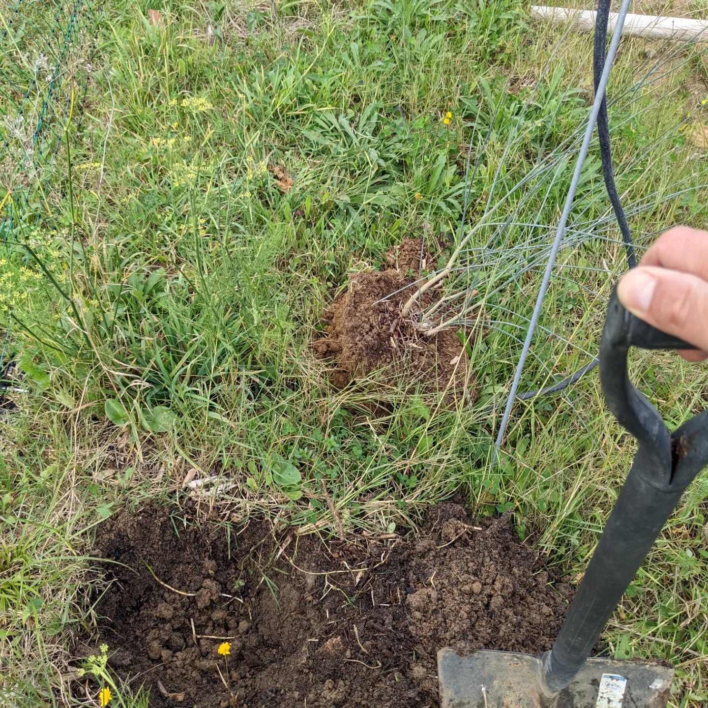 This Spanish broom and peach tree had to be moved to clear the space for some earthworks. Let’s hope they’ll make it in their new spots…