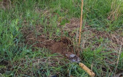 Berry planting time: blackberries and tayberries north of the house, blueberries on the west.