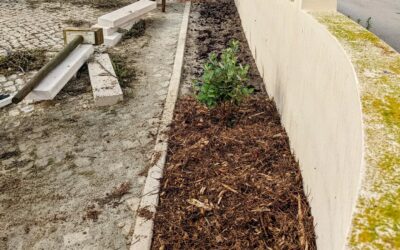 Starting to plant in this strip along the north wall that just got freed from cobblestone paving. First up: two #feijoas.