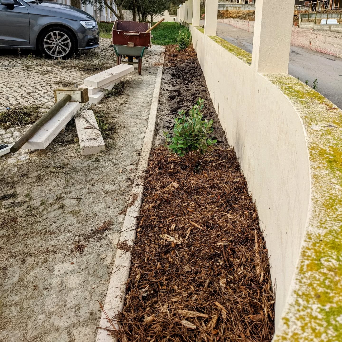 Starting to plant in this strip along the north wall that just got freed from cobblestone paving. First up: two #feijoas.
