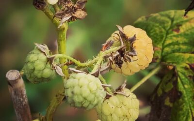 A yellow raspberry fruiting at the moment