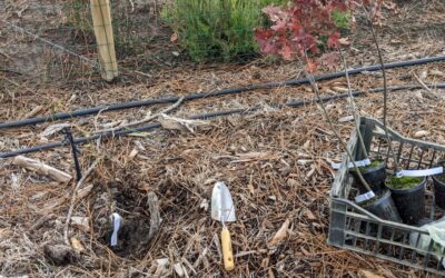 Planting replacements for last year’s plantings that didn’t make it: willows, oaks, buckthorns, etc.