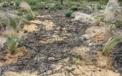 Corridor of #muhlenbergia planted next to one of the chill out spots.
