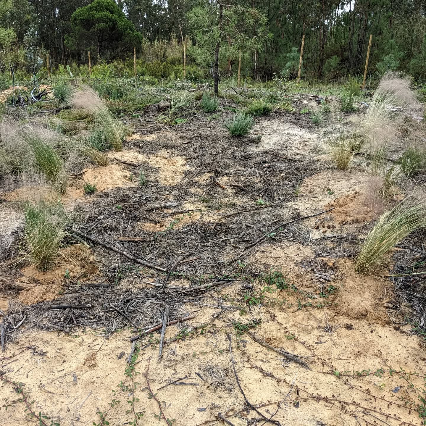 Corridor of #muhlenbergia planted next to one of the chill out spots.