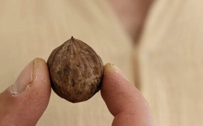 This year’s #walnut #harvest. An unexpected (the trees are very young) and very tasty surprise 🤩