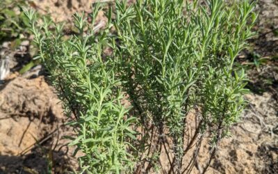 Planting different kinds of lavender and dune plants in bare sandy spots from #zone3
