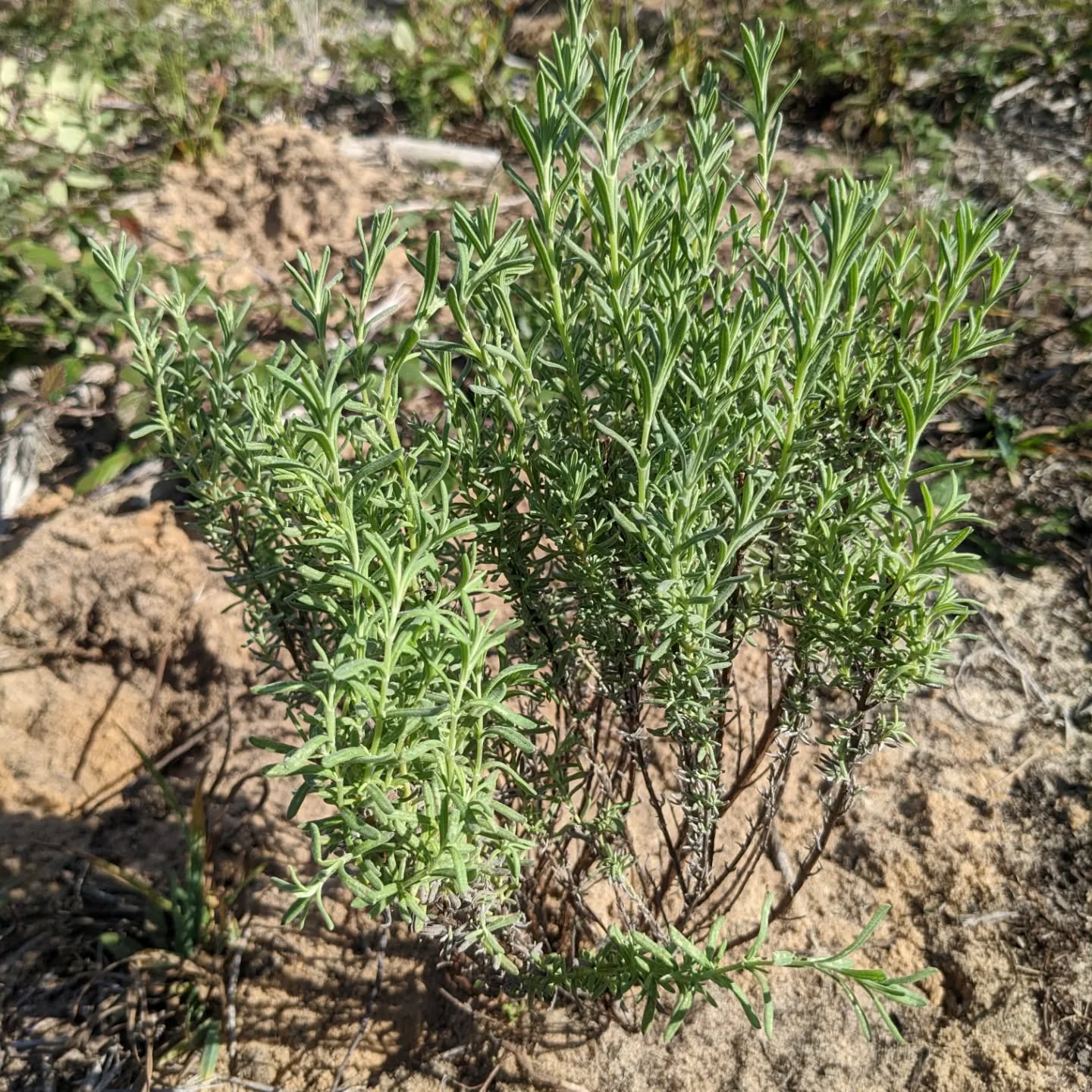 Planting different kinds of lavender and dune plants in bare sandy spots from #zone3