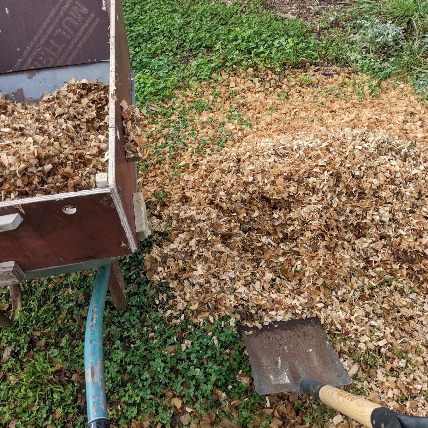 These wood chips were used as bedding for the #ducks and now, along with the duck poop within, are mulching bare soil to restore fertility.