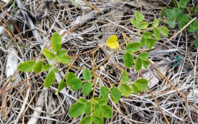 A live #moringa – we planted a few but none seemed to make it. This one came back from the dead! Will it survive the winter? Unlikely, but we can hope.