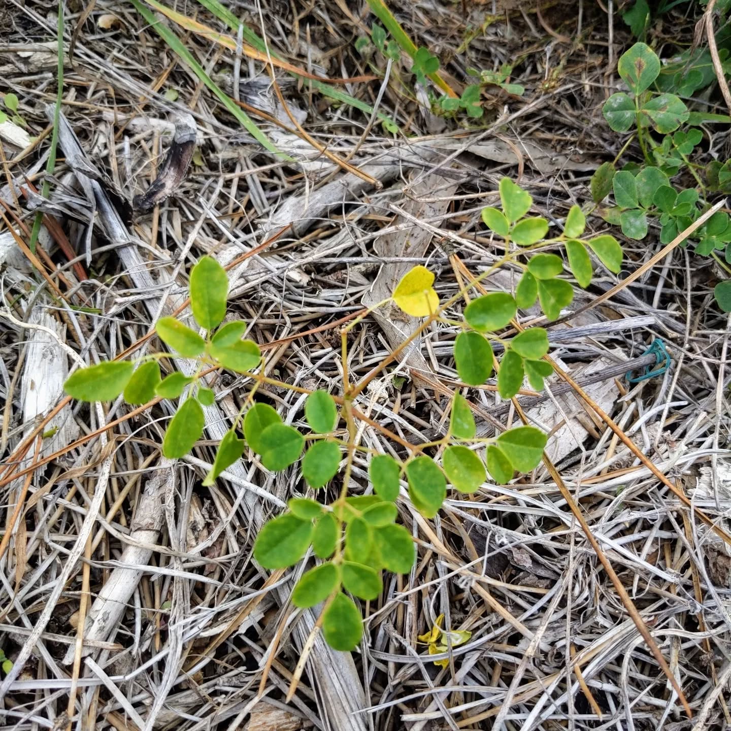A live #moringa – we planted a few but none seemed to make it. This one came back from the dead! Will it survive the winter? Unlikely, but we can hope.