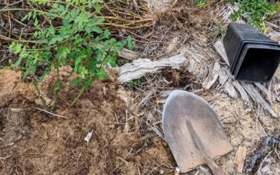 Continuing to replace plants that didn’t make it with, in this case, dog rose (Rosa Mosqueta / Rosa Canina).