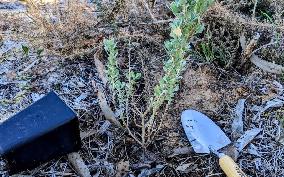 Planting saltbush (salgadeira / Atriplex Halimus) in spots around the south pond where the previous plants didn’t make it.
