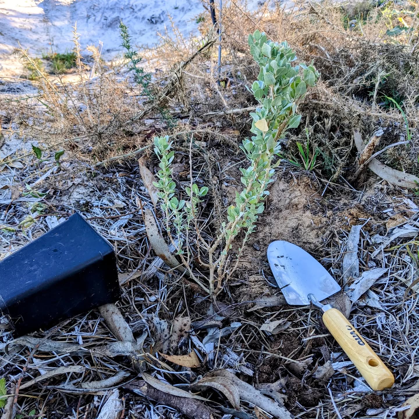 Planting saltbush (salgadeira / Atriplex Halimus) in spots around the south pond where the previous plants didn’t make it.