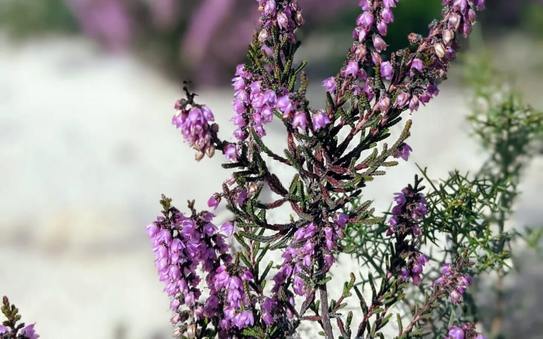 Local wild #heather flowers.