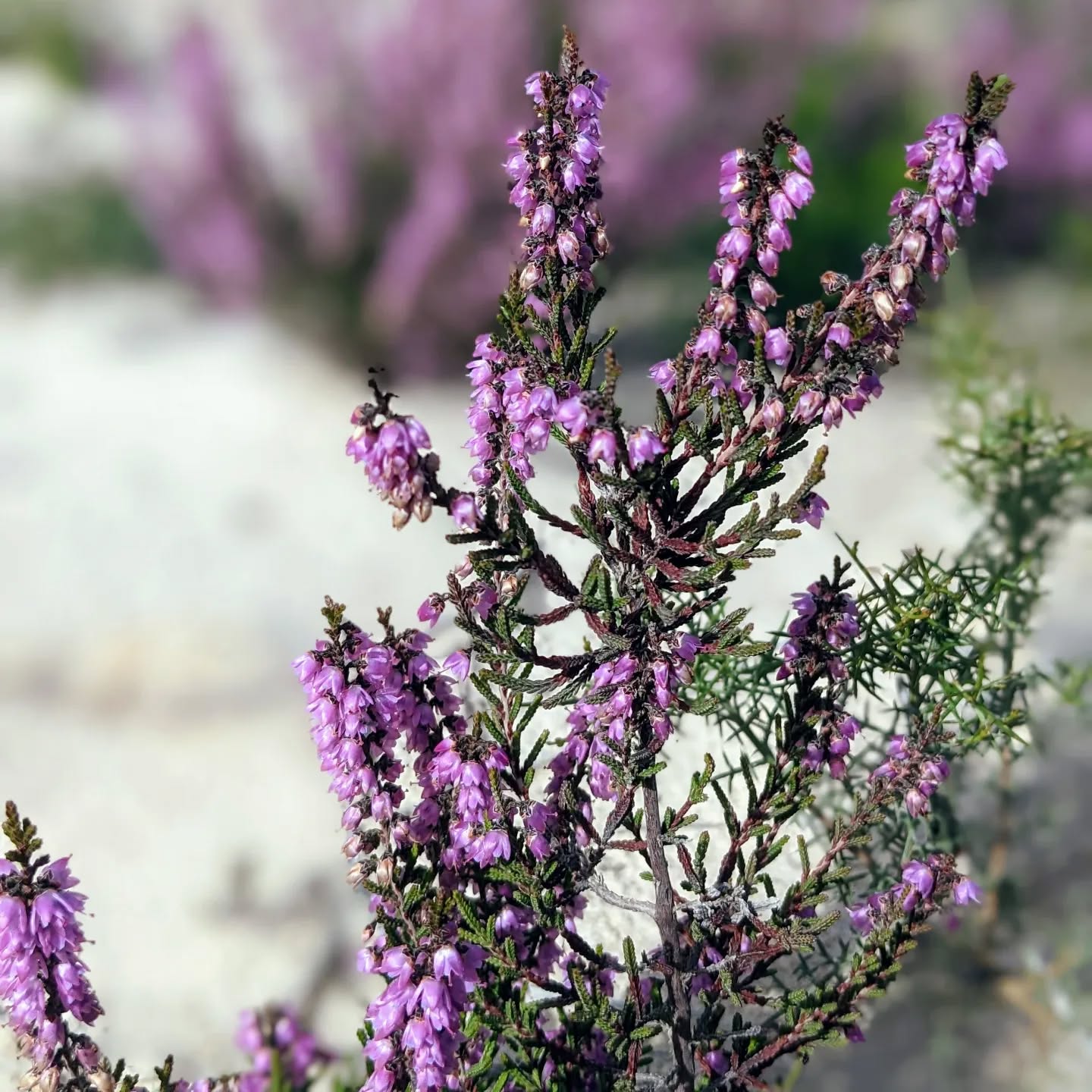 Local wild #heather flowers.