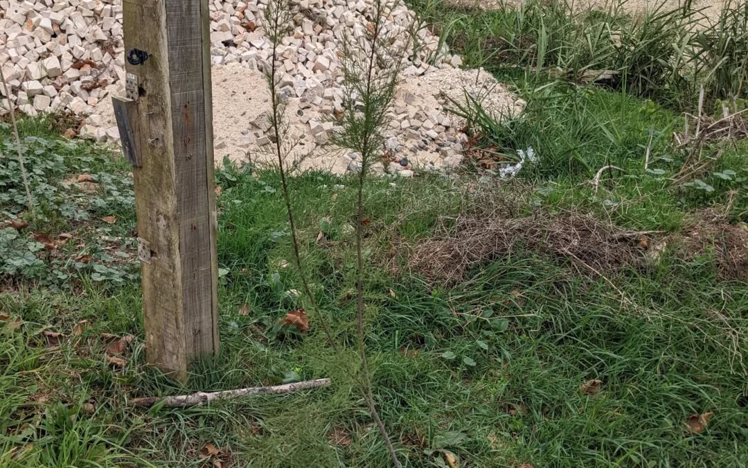 Moved this French tamarisk (Tamariz / Tamarix Gallica) out of the way of some earthmoving work. Hopefully it’ll do well in its new spot on the east fence, despite the root damage involved in transplanting it.