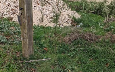 Moved this French tamarisk (Tamariz / Tamarix Gallica) out of the way of some earthmoving work. Hopefully it’ll do well in its new spot on the east fence, despite the root damage involved in transplanting it.