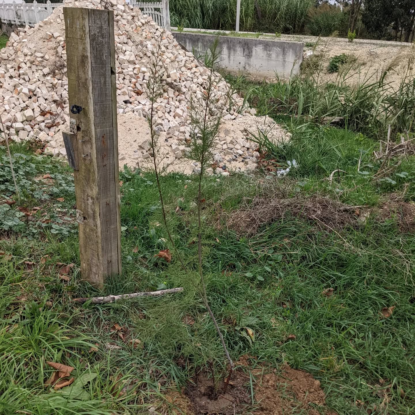 Moved this French tamarisk (Tamariz / Tamarix Gallica) out of the way of some earthmoving work. Hopefully it’ll do well in its new spot on the east fence, despite the root damage involved in transplanting it.