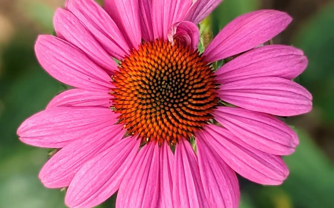 Watching an echinacea grow