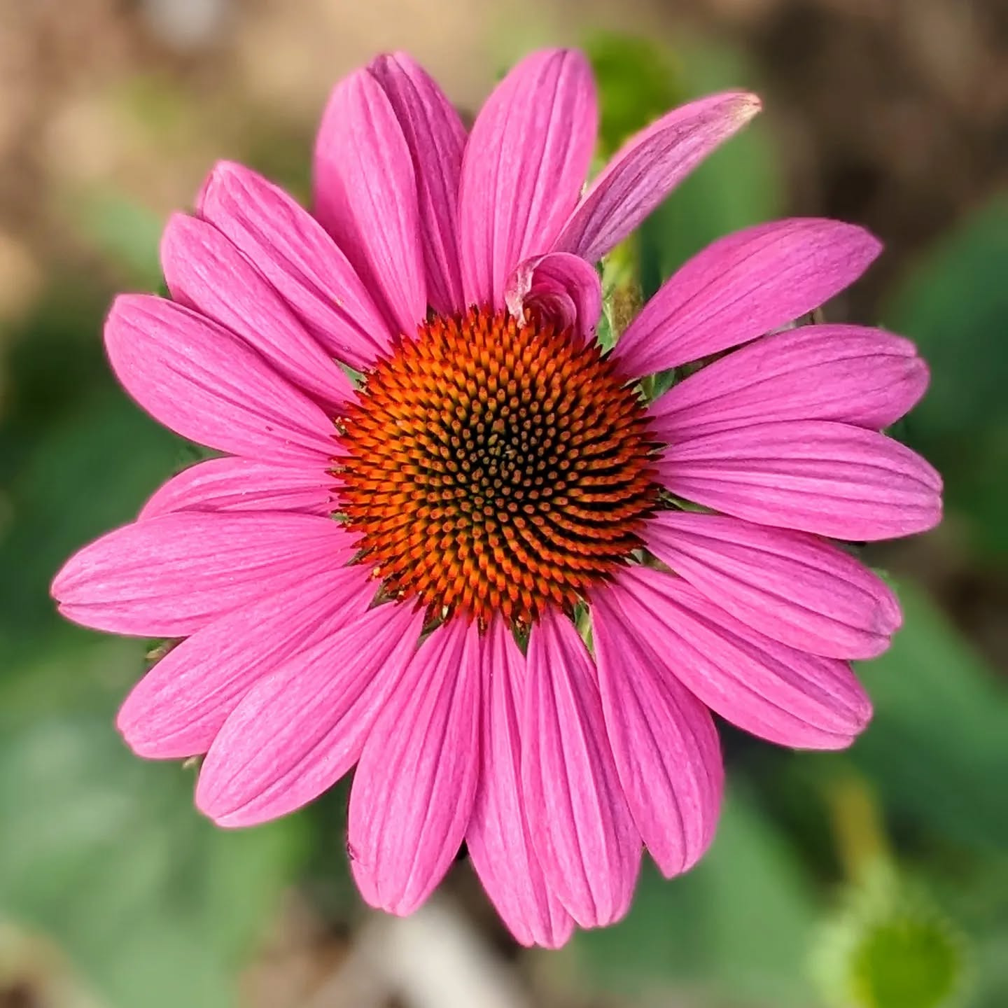 Watching an echinacea grow