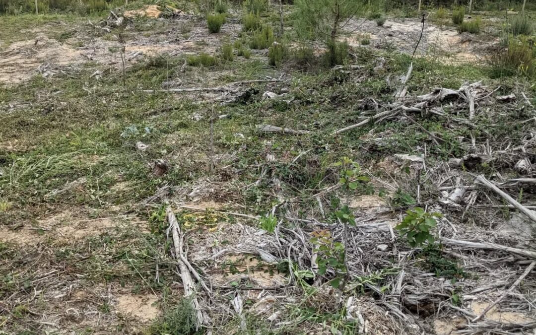 Continued cleanup in #zone3. The blackberries seems to really like the #hugelmounds