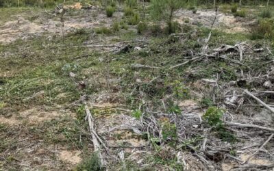 Continued cleanup in #zone3. The blackberries seems to really like the #hugelmounds
