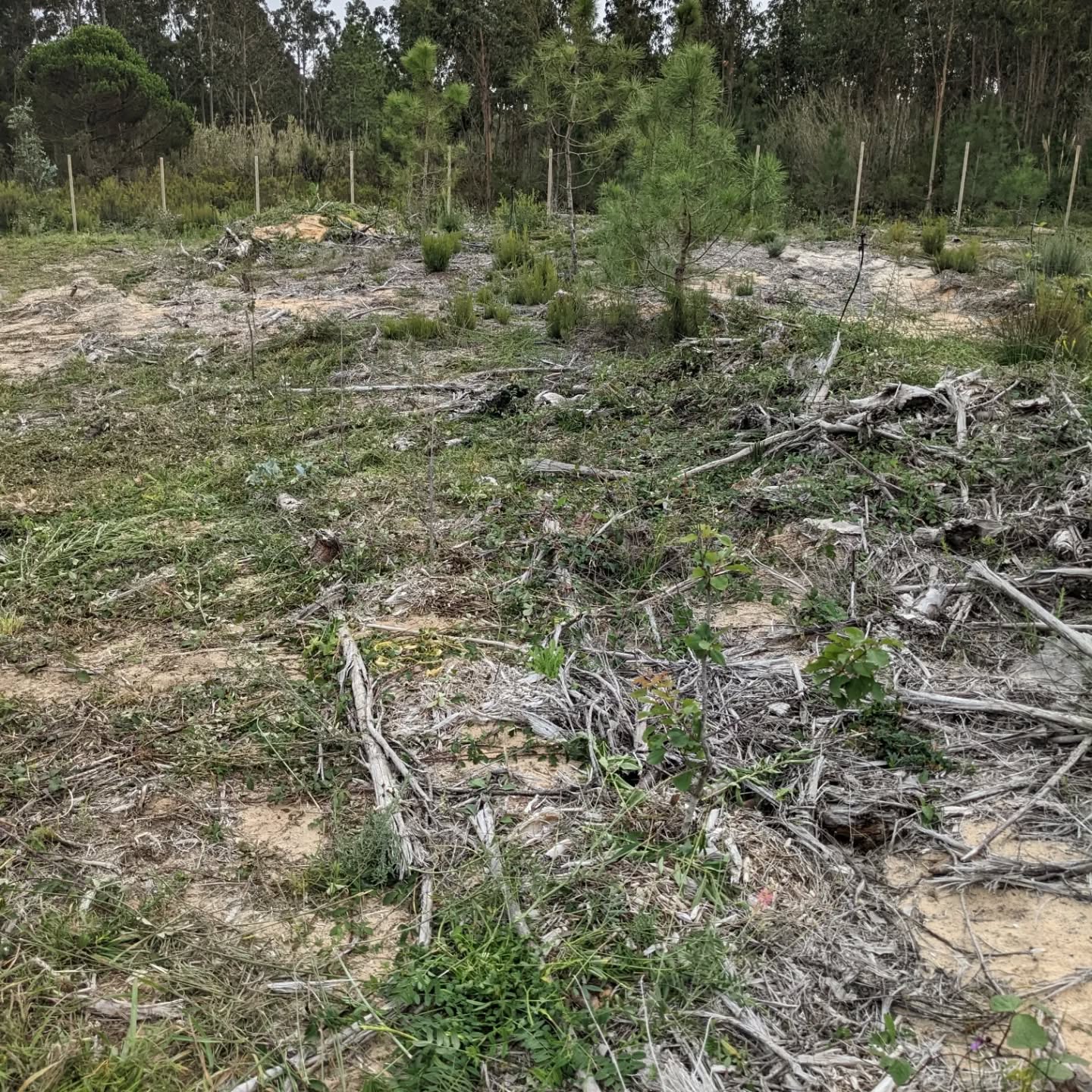 Continued cleanup in #zone3. The blackberries seems to really like the #hugelmounds