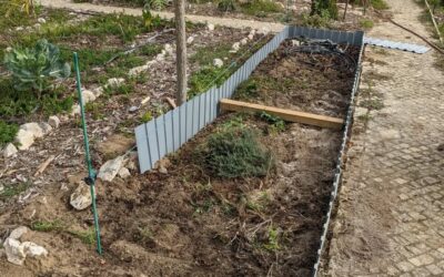 Redoing a veggie bed in #zone1 : narrower (so it’s easier to reach and fits 1m wide cardboard rolls exactly) and with raised edges (so it holds lasagna style toppings for #nodig)