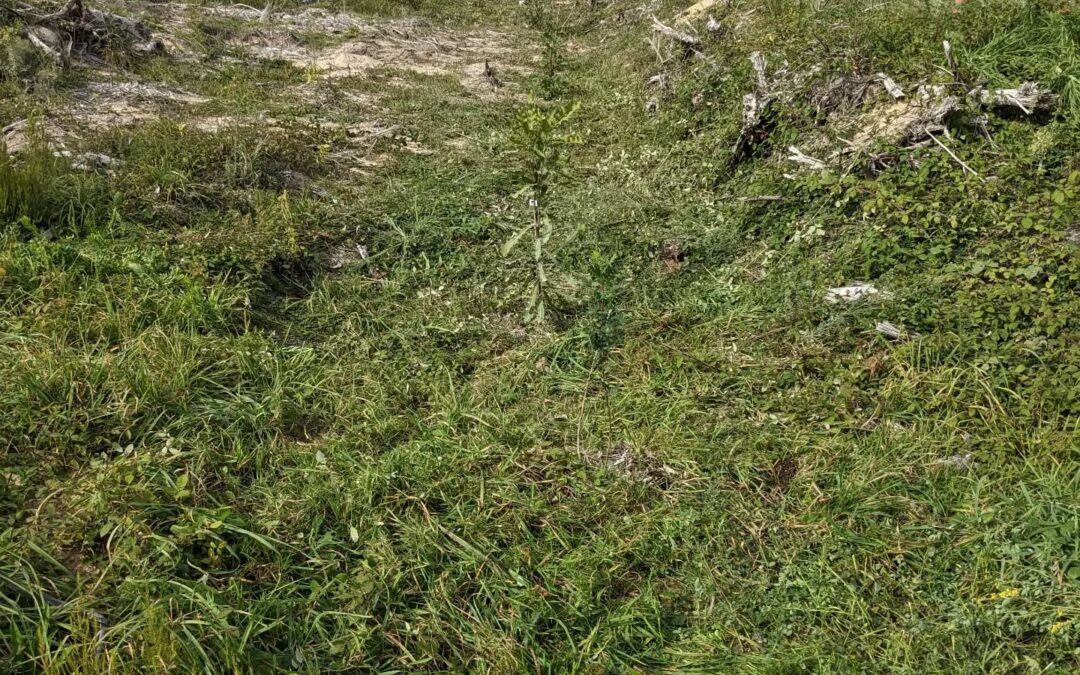 Cleaned a plant line in #zone3. Many of the trees were completely swallowed by the wild blackberries, but they all managed to stay alive.