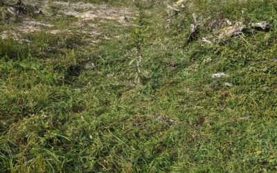 Cleaned a plant line in #zone3. Many of the trees were completely swallowed by the wild blackberries, but they all managed to stay alive.