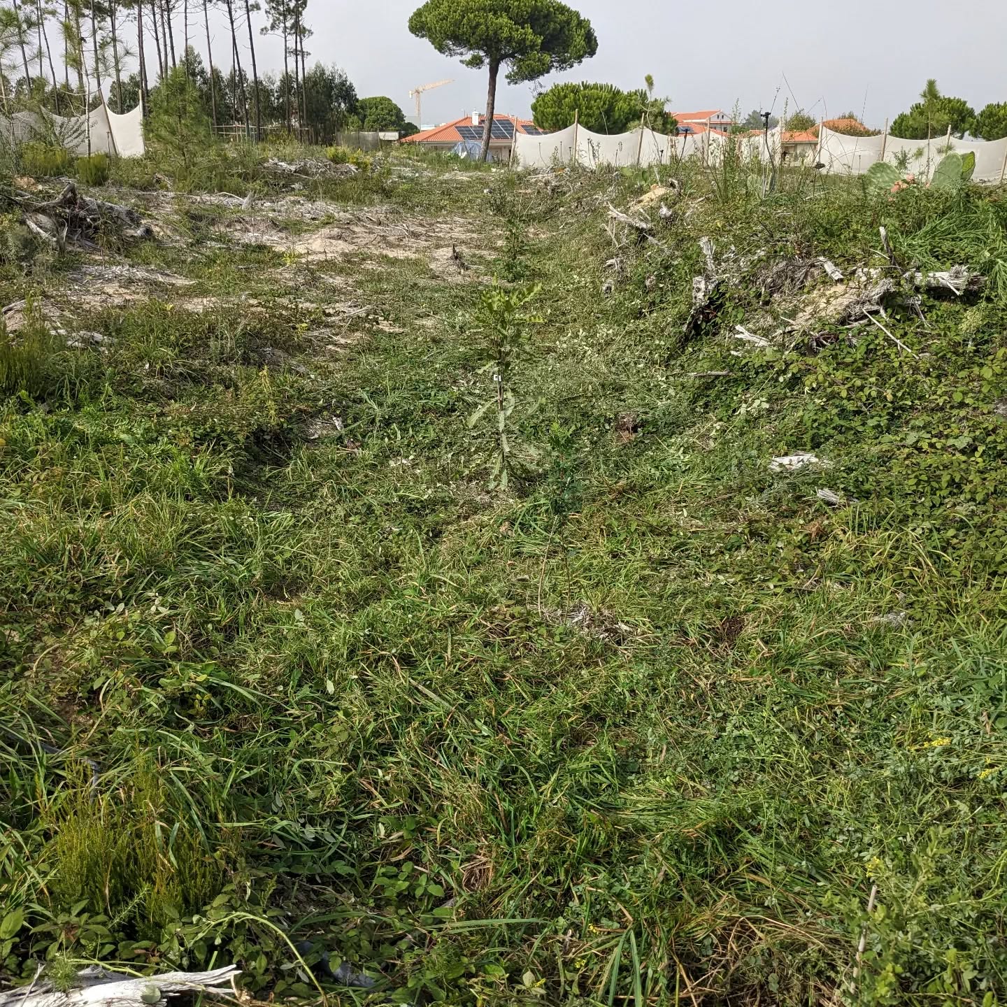 Cleaned a plant line in #zone3. Many of the trees were completely swallowed by the wild blackberries, but they all managed to stay alive.