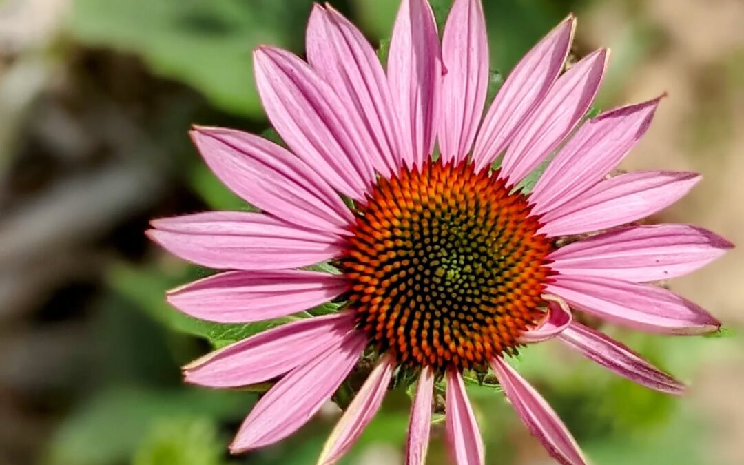 The echinacea keeps growing, still just as beautiful.