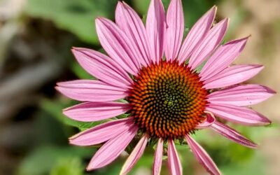The echinacea keeps growing, still just as beautiful.