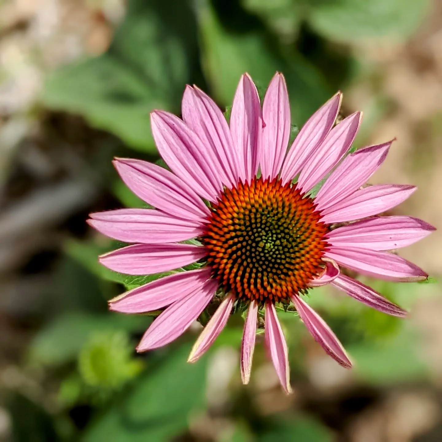 The echinacea keeps growing, still just as beautiful.