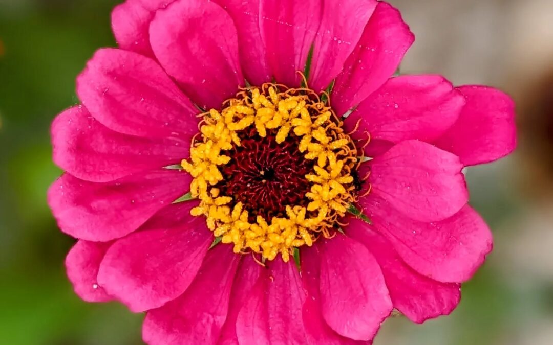 Zinnia