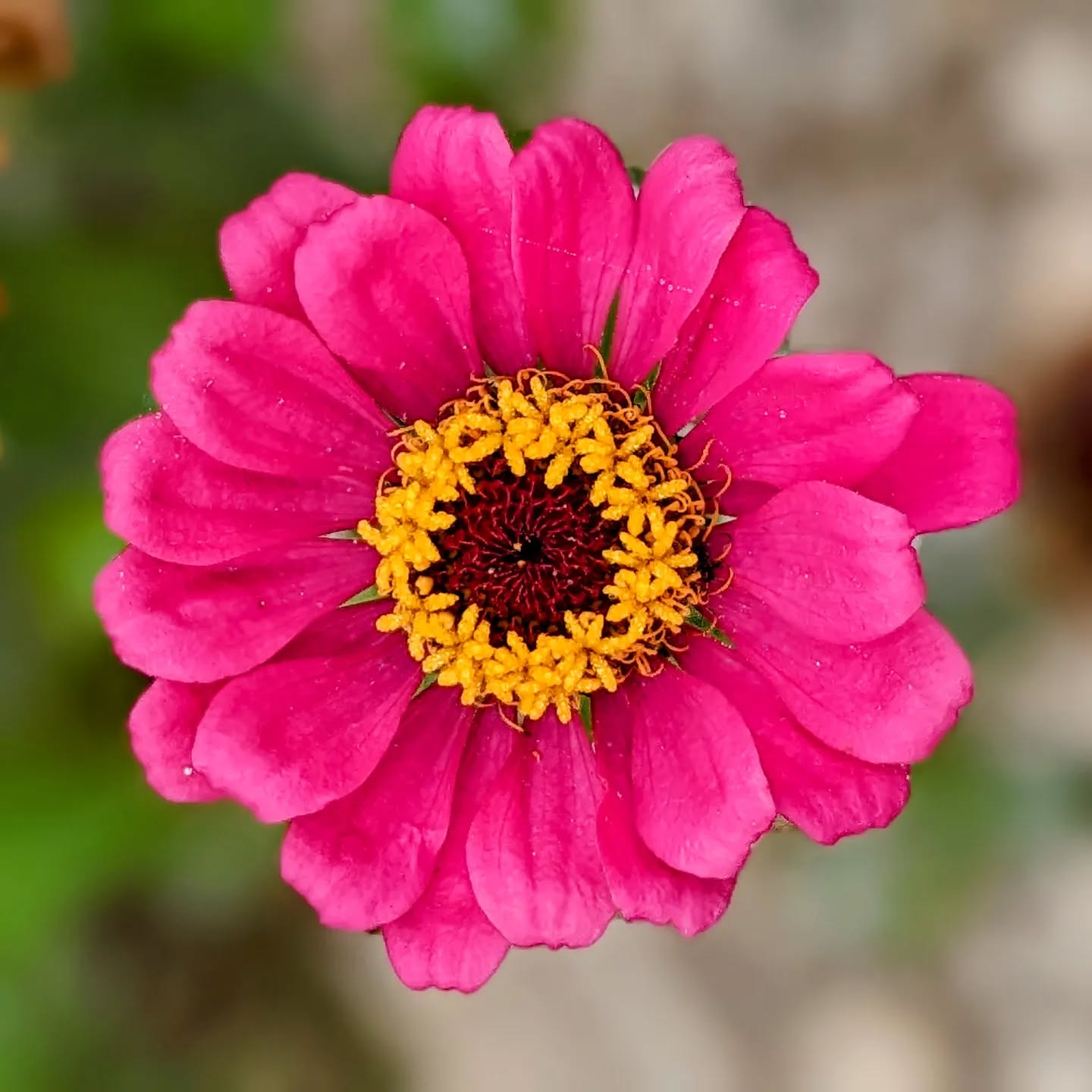 Zinnia
