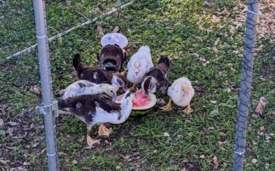 We harvested this #watermelon too early – edible, but not great. The #ducks didn’t mind, though.