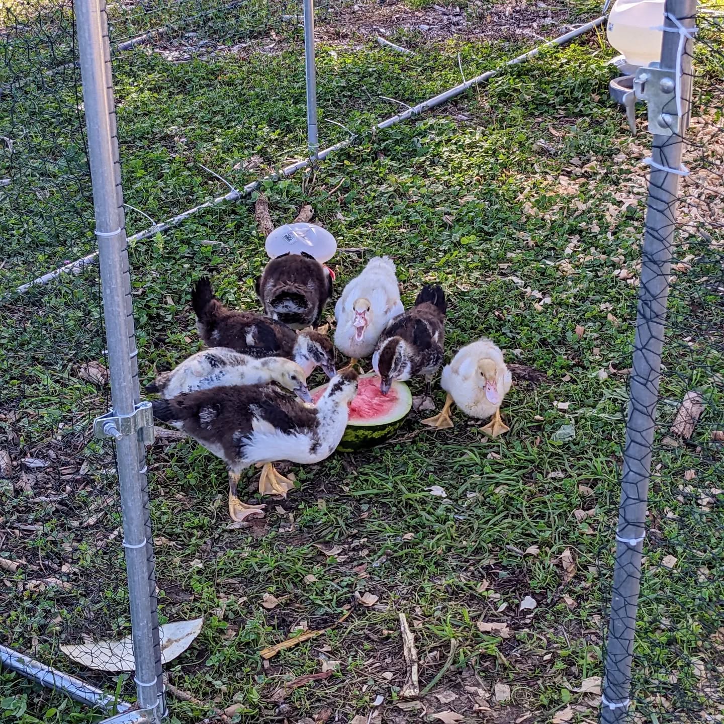 We harvested this #watermelon too early – edible, but not great. The #ducks didn’t mind, though.