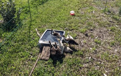 The #ducks are hesitant to go out of their house, even if the door is open. We try to entice then by putting water and food out, but it’ll likely take a while for them to get used to the idea.