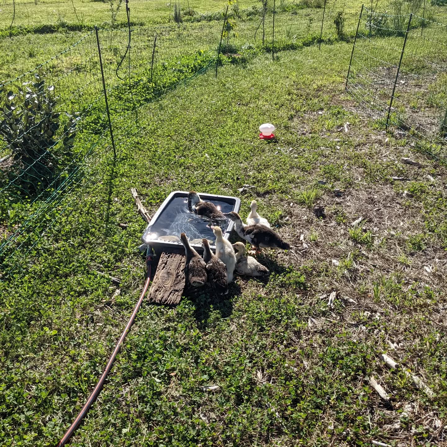The #ducks are hesitant to go out of their house, even if the door is open. We try to entice then by putting water and food out, but it’ll likely take a while for them to get used to the idea.