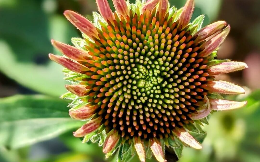 Hey, we’ve been waiting for you, echinacea