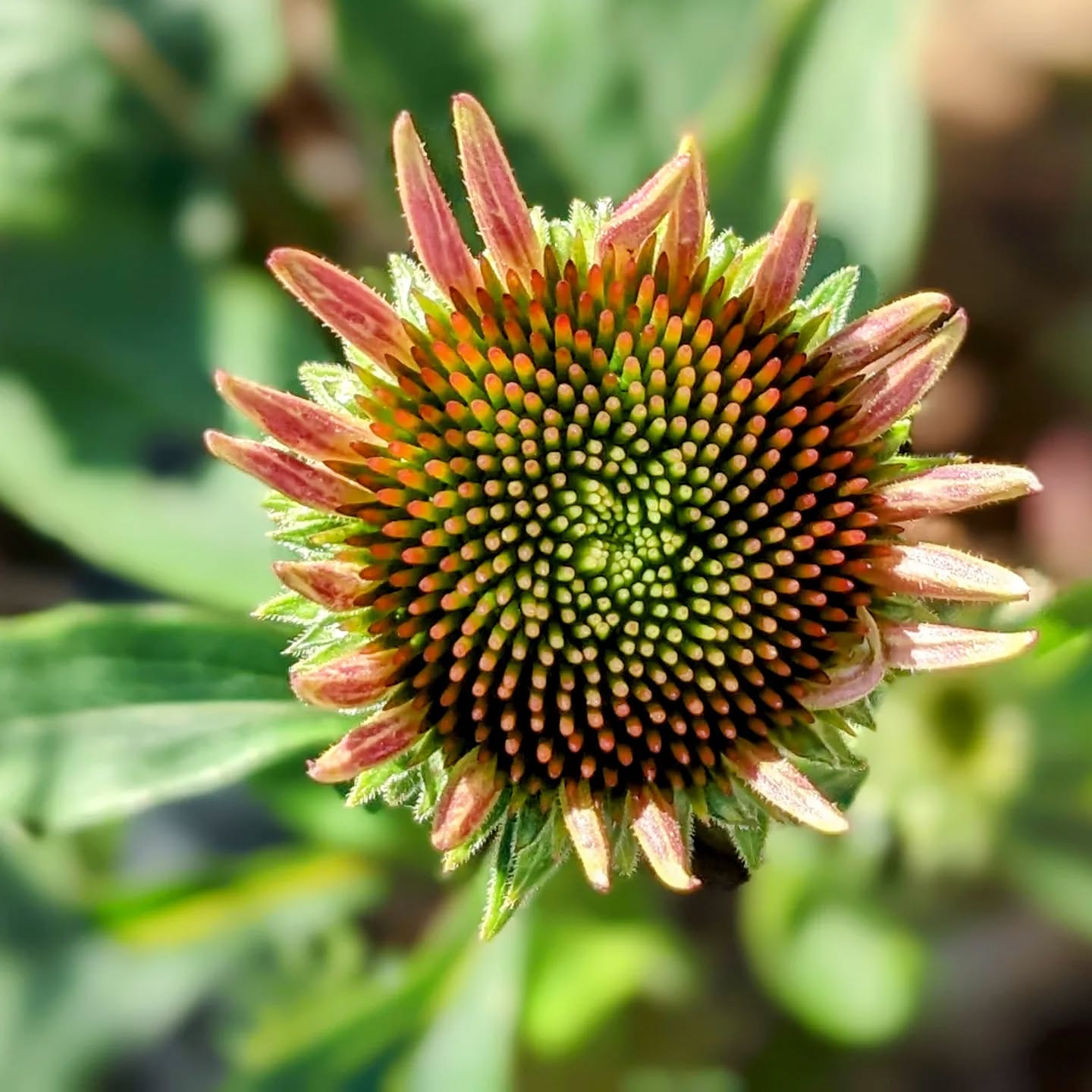 Hey, we’ve been waiting for you, echinacea