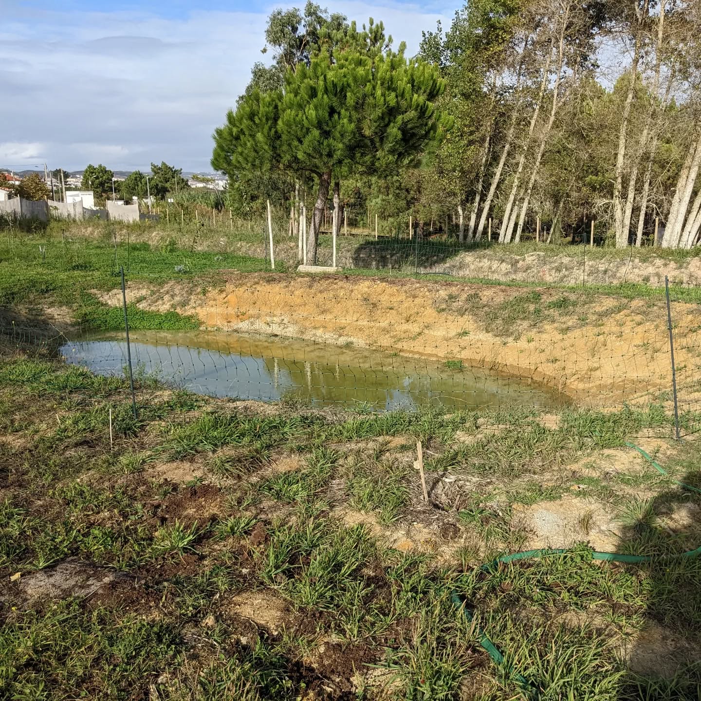 Restarted work on electric fencing for the ducks.