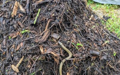 Small (baby?) snake I surprised in the compost pile while turning it. A little too close to the house 🥲