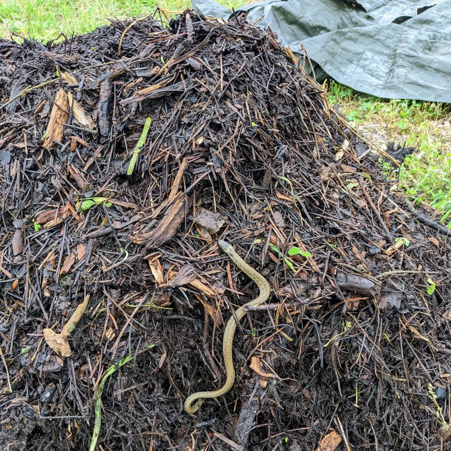 Small (baby?) snake I surprised in the compost pile while turning it. A little too close to the house 🥲